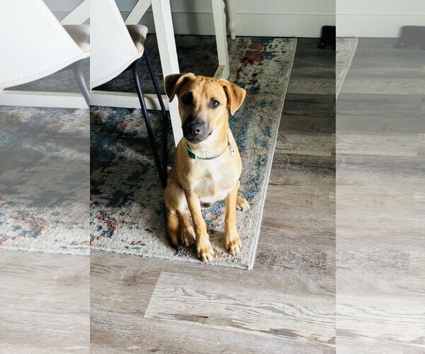 Medium Photo #2 Mutt Puppy For Sale in Naples, FL, USA