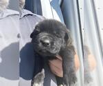 A663168 - Female Labrador Retriever-Unknown Mix Dog for Adoption - Small photo