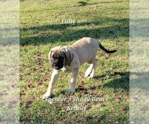 Medium Photo #5 Mastiff Puppy For Sale in CABOOL, MO, USA