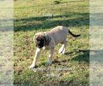 Small #4 Mastiff