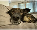 Small #3 German Shepherd Dog Mix