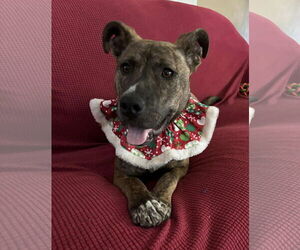 Plott Hound-Unknown Mix Dogs for adoption in Oakhurst, NJ, USA