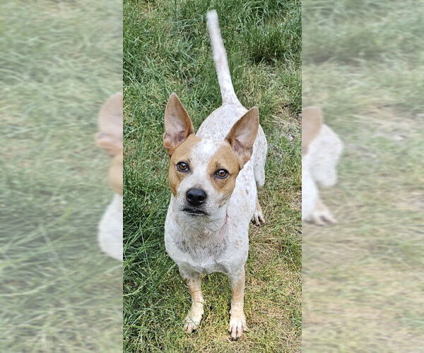 Medium Photo #1 - Mix Puppy For Sale in Olalla, WA, USA