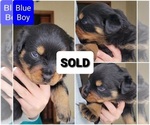 Small #6 Rottweiler