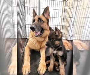Mother of the German Shepherd Dog puppies born on 05/31/2022
