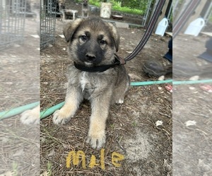 German Shepherd Dog Puppy for sale in SPARTANBURG, SC, USA