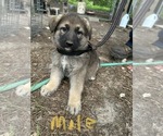 Small Photo #1 German Shepherd Dog Puppy For Sale in SPARTANBURG, SC, USA
