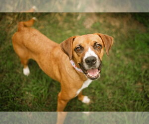 Mochie - Female Boxador Dog for Adoption