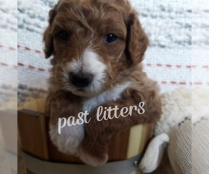 Goldendoodle Puppy for sale in EPHRATA, WA, USA