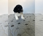 Small Photo #11 Poovanese Puppy For Sale in ORLANDO, FL, USA