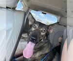 Small #2 German Shepherd Dog Mix