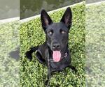 Small #3 Labrador Retriever Mix