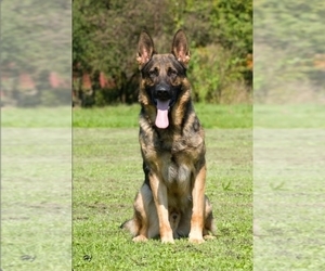Father of the German Shepherd Dog puppies born on 07/13/2023