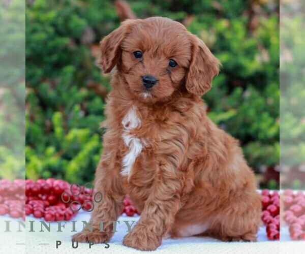Medium Photo #3 Cavapoo (Miniature) Puppy For Sale in LITITZ, PA, USA