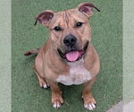 Small #7 Bulldog Mix