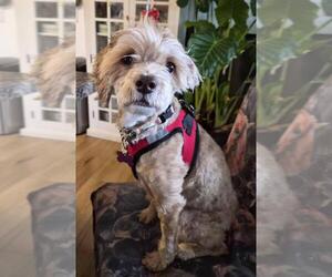 Cocker Spaniel-Unknown Mix Dogs for adoption in Andover, MN, USA