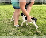 Small #6 Great Dane