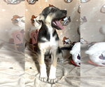 Small #2 Mutt