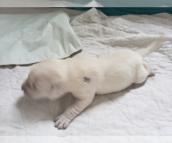 Medium Photo #25 Labrador Retriever Puppy For Sale in NEW LENOX, IL, USA