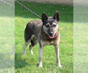 Mutt Dogs for adoption in Glen Allen, VA, USA