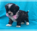 Small Photo #6 Shih-Poo Puppy For Sale in LAKELAND, FL, USA