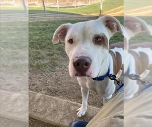 Mutt Dogs for adoption in Plano, TX, USA