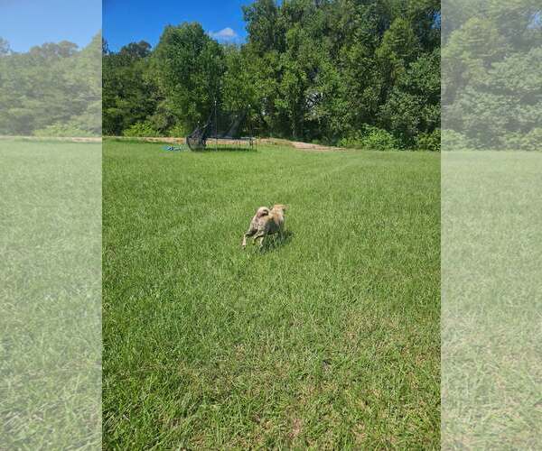Medium Photo #6 Pug-Unknown Mix Puppy For Sale in Wakefield, RI, USA