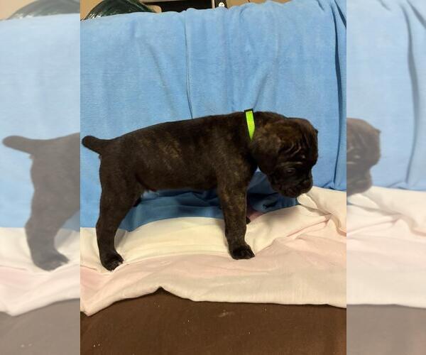 Medium Photo #1 Cane Corso Puppy For Sale in CAMBY, IN, USA