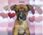 Small #1 Boxer-German Shepherd Dog Mix