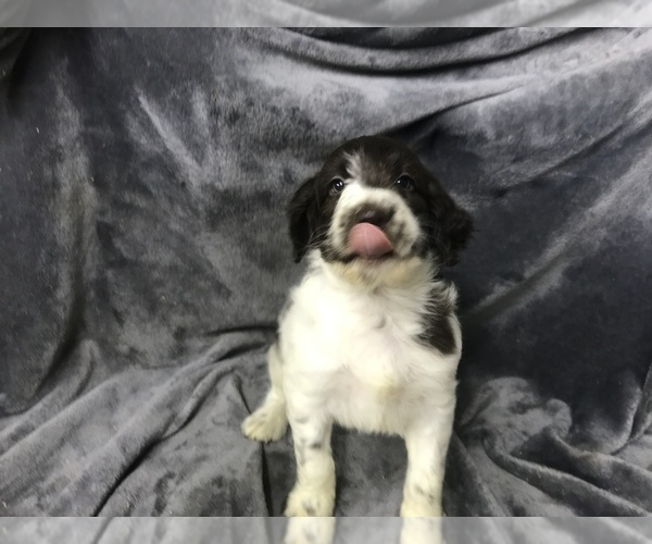 Medium Photo #22 English Setterdoodle Puppy For Sale in CHETEK, WI, USA