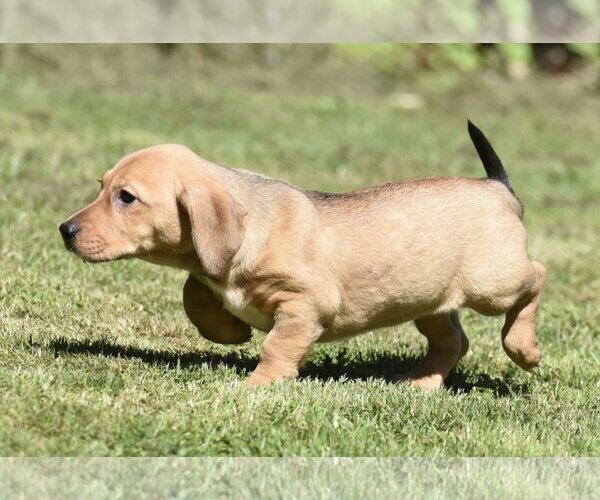 Medium Photo #6 Dachsador Puppy For Sale in Mechanicsburg, PA, USA