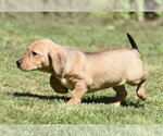 Small #5 Dachsador
