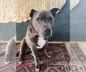 CUTIE - Female Blue Lacy Dog for Adoption - Photo #4