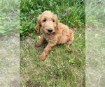 Small #23 Goldendoodle