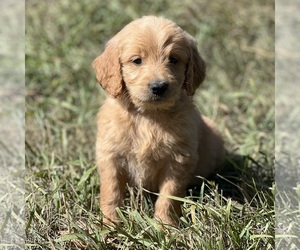Goldendoodle Puppy for sale in BERESFORD, SD, USA