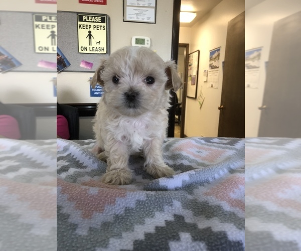 Medium Photo #1 Maltipoo Puppy For Sale in EPHRATA, WA, USA