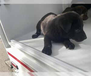 Siberian Husky-Unknown Mix Dogs for adoption in Houston, TX, USA