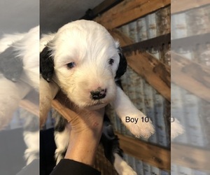Sheepadoodle Puppy for sale in PARKER, CO, USA
