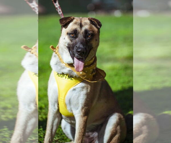 Medium Photo #1 Mutt Puppy For Sale in Visalia, CA, USA