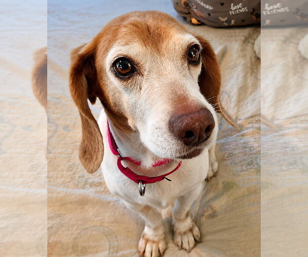 Medium Photo #20 Beagle Puppy For Sale in Dunnellon, FL, USA