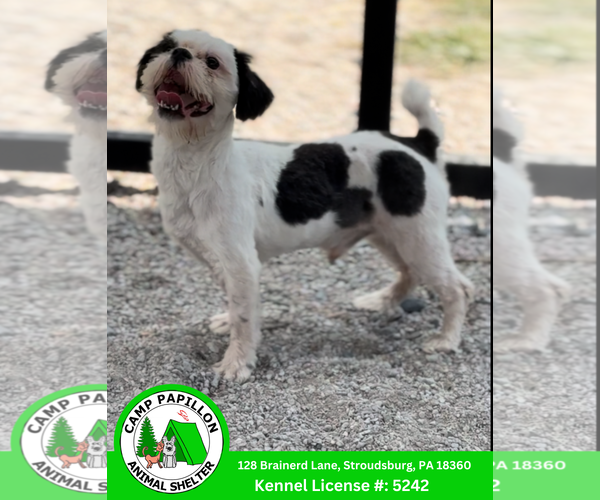 Medium Photo #3 Shih Tzu Puppy For Sale in Stroudsburg, PA, USA