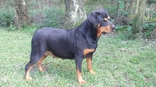 Mother of the Greater Swiss Rottweiler puppies born on 10/12/2016