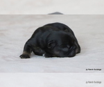 Small Photo #23 French Bulldog Puppy For Sale in WINNSBORO, TX, USA