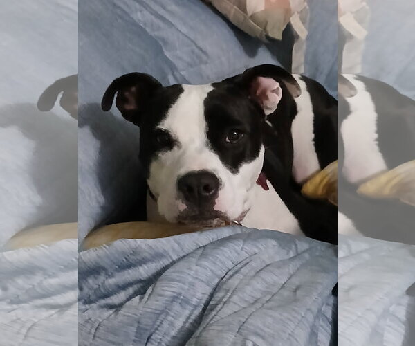Medium Photo #1 Mutt Puppy For Sale in Murfreesboro, NC, USA