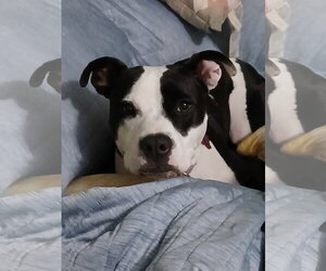 Mutt Dogs for adoption in Murfreesboro, NC, USA