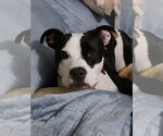 Small Mutt