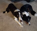 Small #2 Border Collie