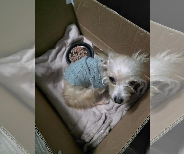 Medium Photo #1 Mutt Puppy For Sale in Spring, TX, USA