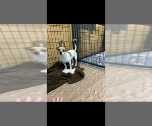 Mars - Male Jack Chi Dog for Adoption - Photo #2