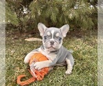 Small #1 French Bulldog